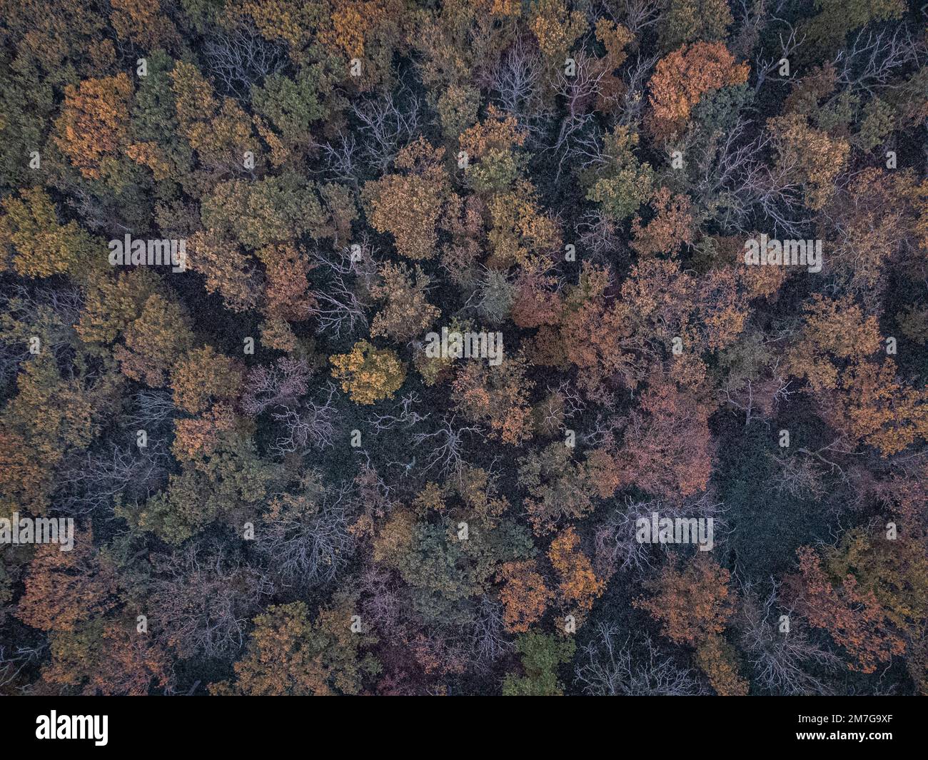 Farbenfroher Wald von oben. Luftbild eines Herbstwaldes. Stockfoto