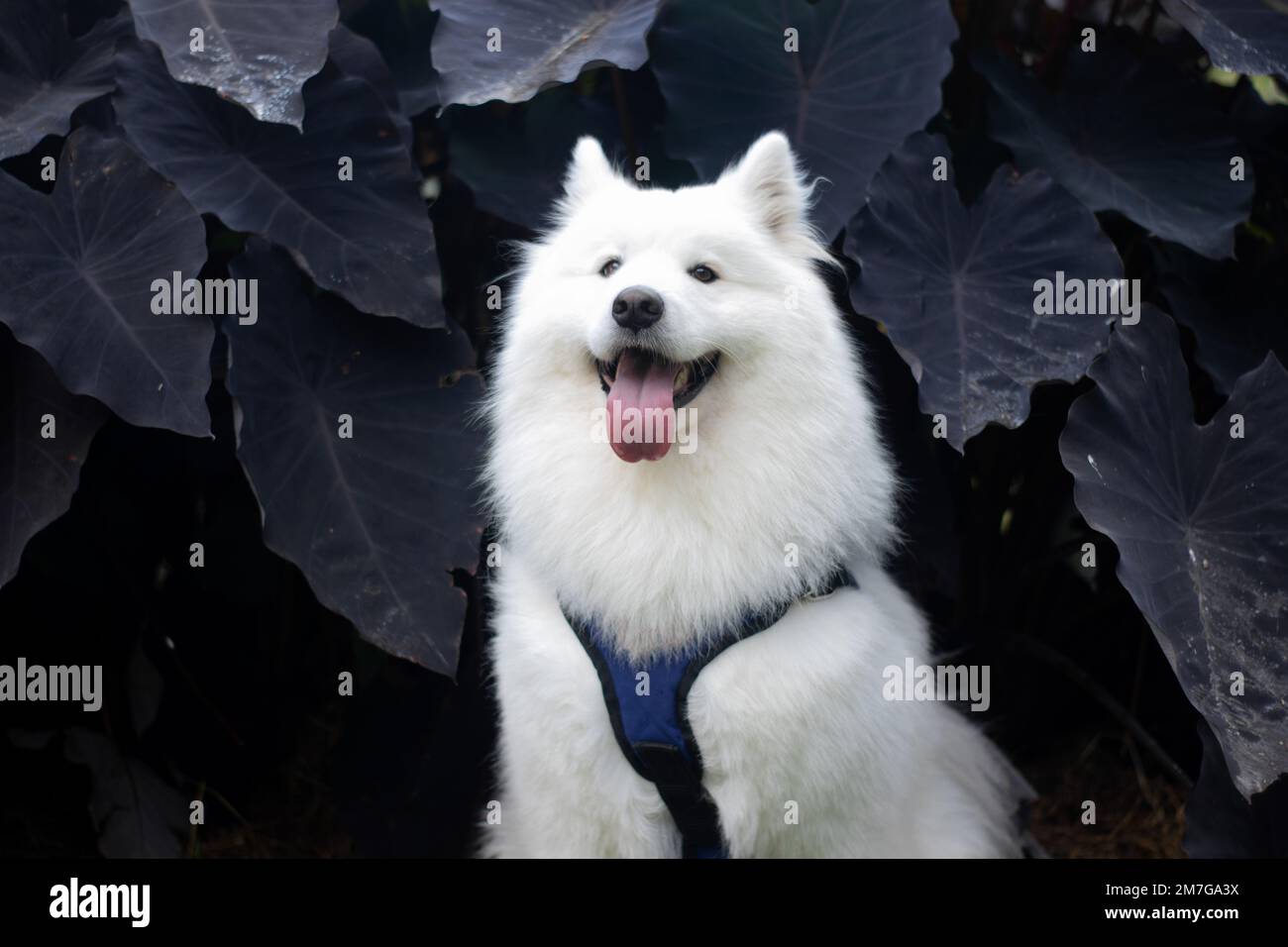 Eine selektive Farbe eines sitzenden samoyierten Hundes mit dicken, weißen, doppelschichtigen Mänteln und einem blauen Gurtzeug Stockfoto