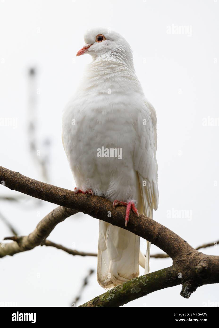 Felsentaube oder gewöhnliche Taube oder wilde Taube in Kelsey Park, Beckenham, Greater London. White Dove (Columba livia), Vereinigtes Königreich. Stockfoto