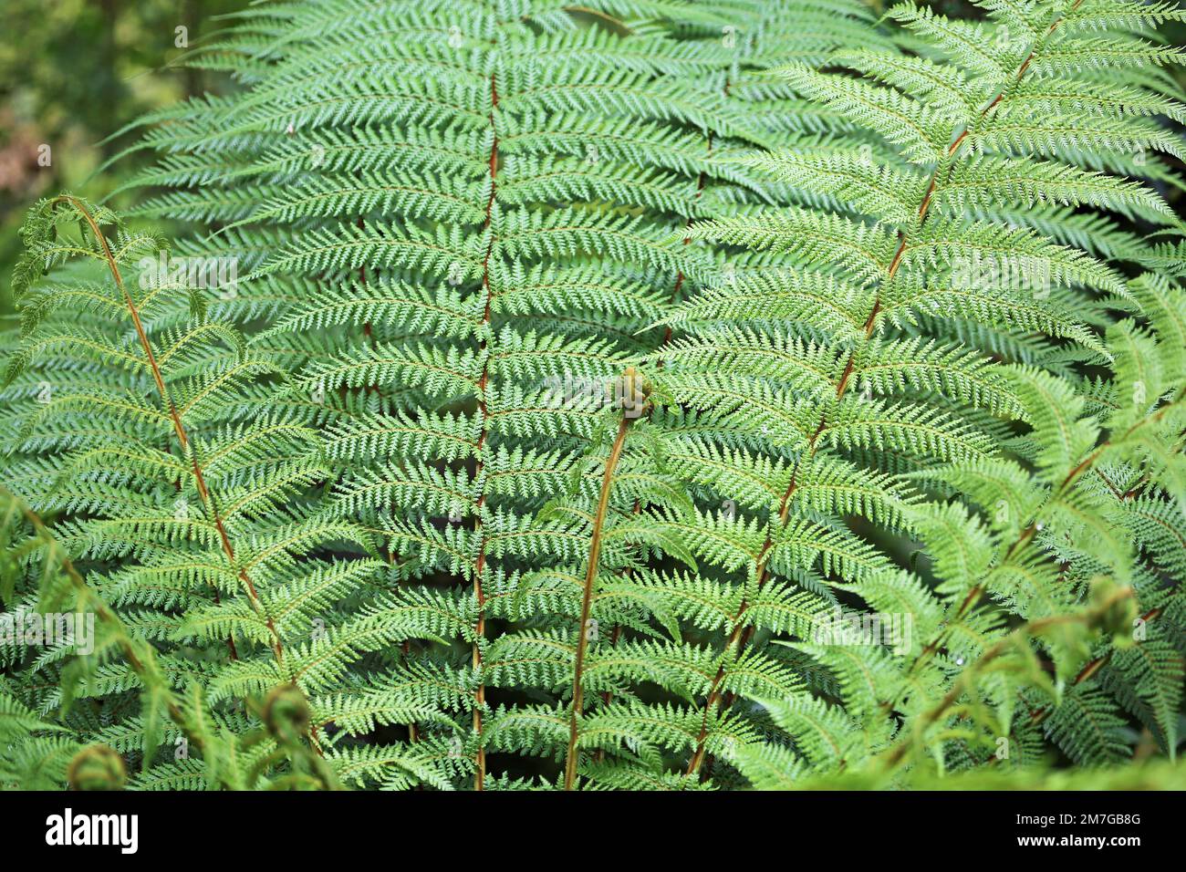 Silver Fern Leaves - Neuseeland Stockfoto