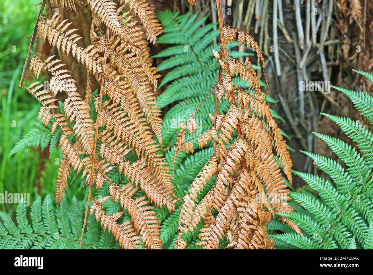 Goldbraune Fern-Blätter - Neuseeland Stockfoto