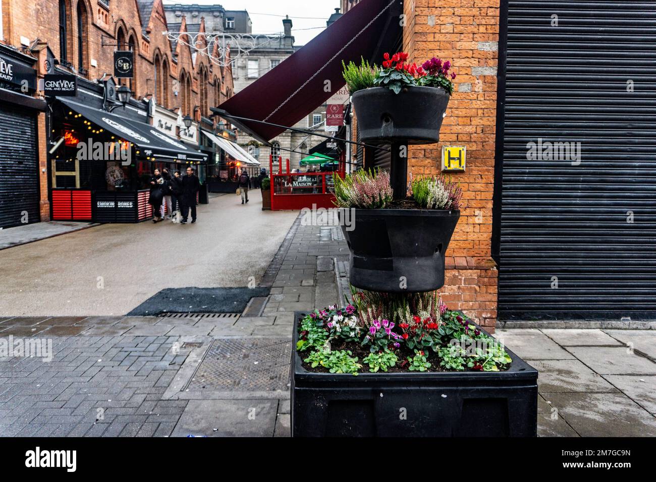 Ein Blumentopf in der Nähe der Castlemarket Street in Dublin, Irland, mit Heidepflanzen und Cyclamen-Blumen. Stockfoto