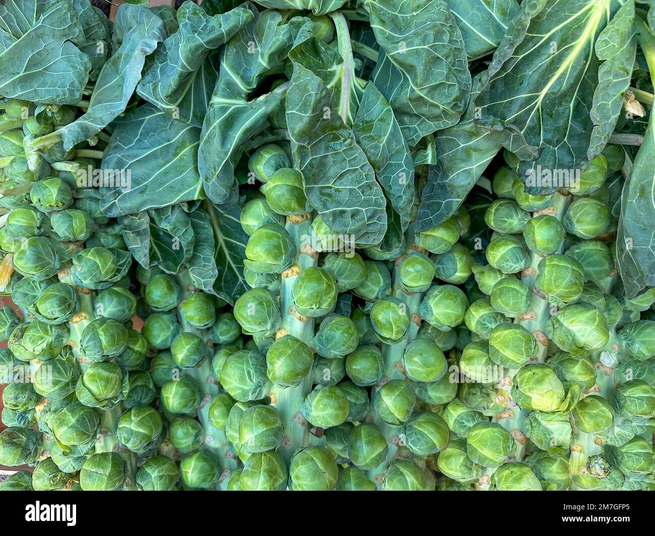 Brussel Sprossen (Brassica oleracea) zum Verkauf in Windsor Farm Shop, Datchet Road, Old Windsor, Berkshire, England, Vereinigtes Königreich Stockfoto