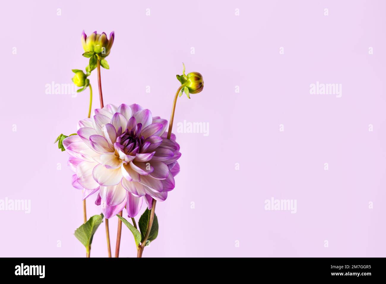 Lila Dahlienblüte auf blauem Hintergrund. Valentinstagskonzept, Grußkarte mit Platz für Text Stockfoto