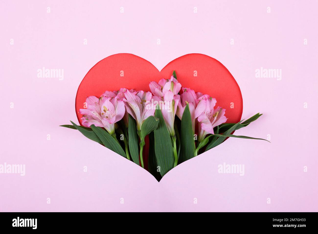 Uber die Zusammensetzung der lila Blüten Alstroemeria auf einem rosafarbenen Herzhintergrund. Valentinstagskonzept, Grüße für einen geliebten Menschen, Draufsicht Stockfoto