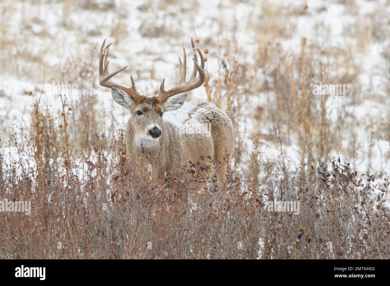 Weißwedelhirsch (Odocoileus virginianus), westliche USA Stockfoto