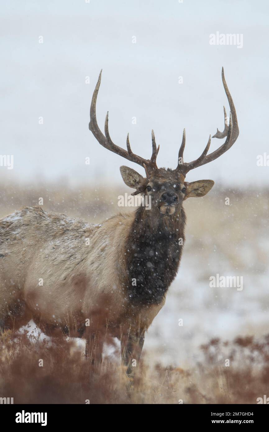 Rocky Mountain Elk (Cervus canadensis nelsoni), westliche USA Stockfoto