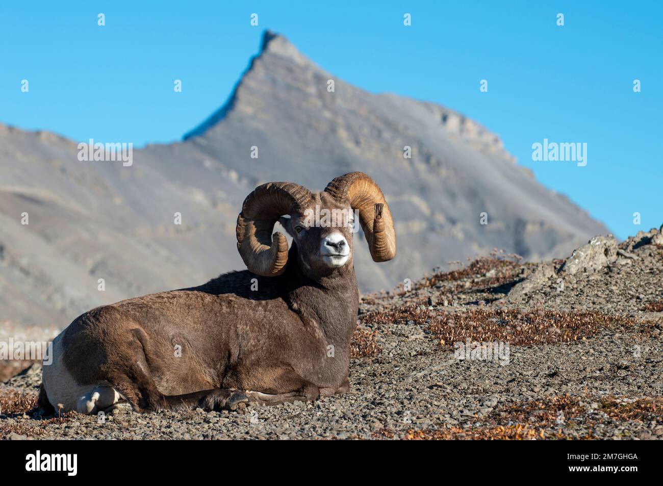 Rock Mountain Bighorn RAM (Ovis canadensis), Kanada Stockfoto