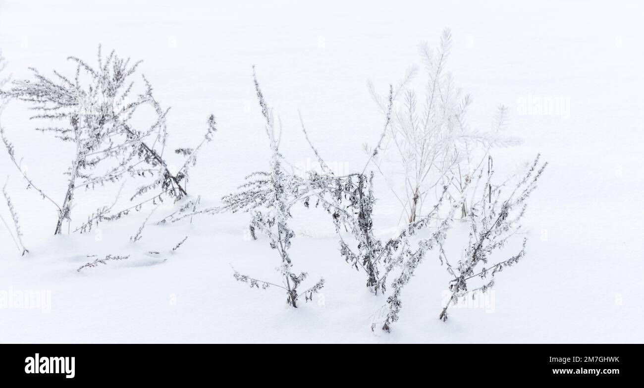 Trockene gefrorene Blumen stehen in weißem Schnee, Nahaufnahmen mit selektivem Weichzeichner, abstrakter natürlicher Winterhintergrund Stockfoto