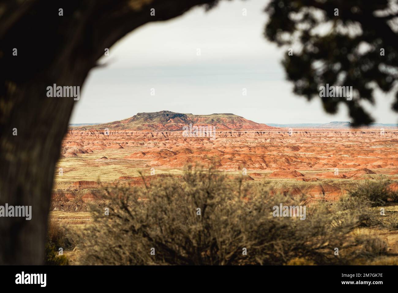 Petrified Forest Nationalpark Stockfoto