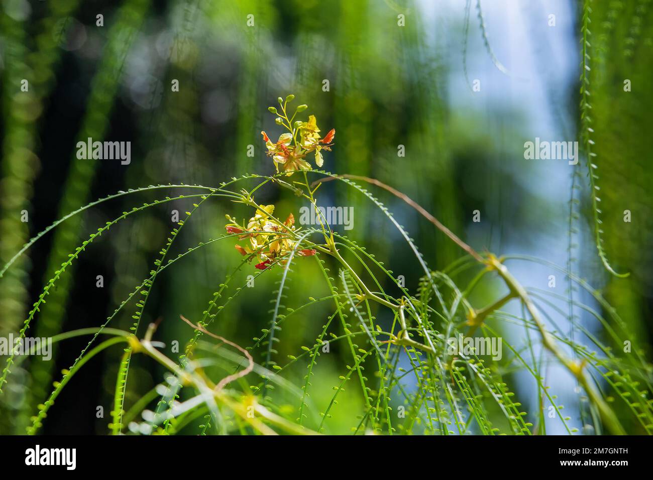 Erythrostemon gilliesii (Legume-Familie) mit gelben Blüten im Busch (Baum) in Sizilien auf der Villa Casa cuseni in Taormina im September- Schönheit in Natur Stockfoto