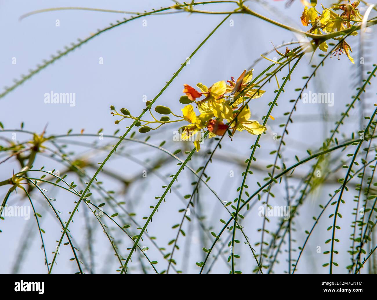 Erythrostemon gilliesii (Legume-Familie) mit gelben Blüten im Busch (Baum) in Sizilien auf der Villa Casa cuseni in Taormina im September Stockfoto