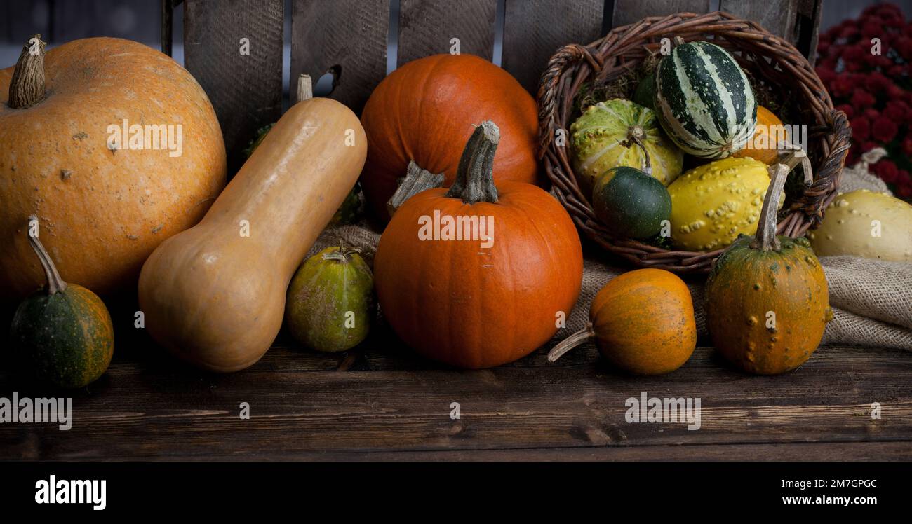 Kürbis. Verschiedene Kürbissorten auf hölzernem Hintergrund Stockfoto