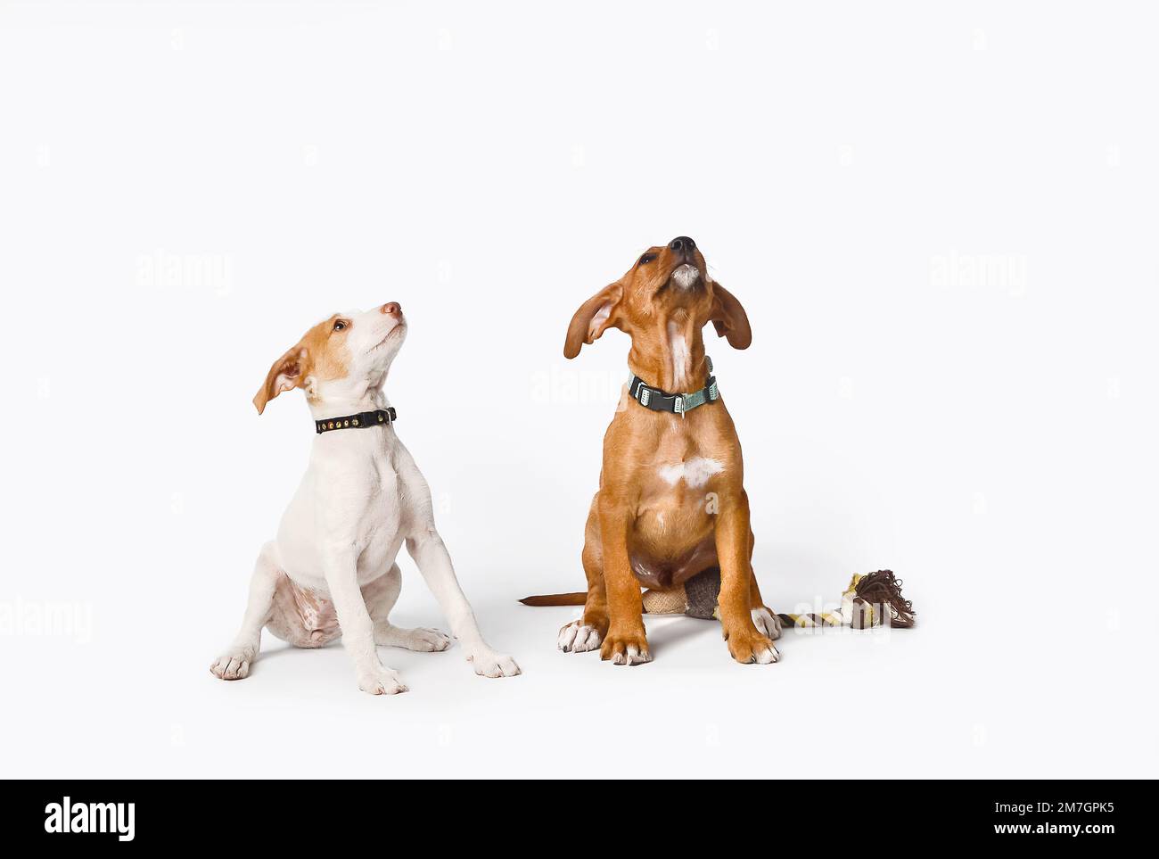 Zwei kleine Hunde, die auf ihre Belohnung warteten, nachdem man ihnen gesagt hatte, isoliert auf weißem Hintergrund zu sitzen. Stockfoto