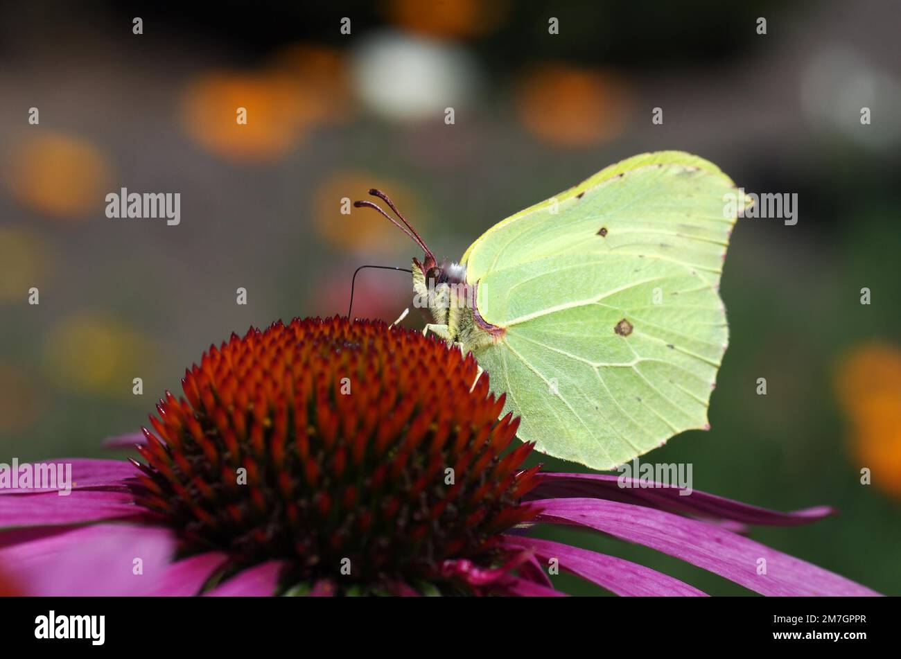 Nahaufnahme: Citronella (Gonepteryx rhamni), weiblich, Purpurblüte (Echinacea purpurea), Sommer, Garten, Citronella saugt Nektar vom Coneflower Stockfoto