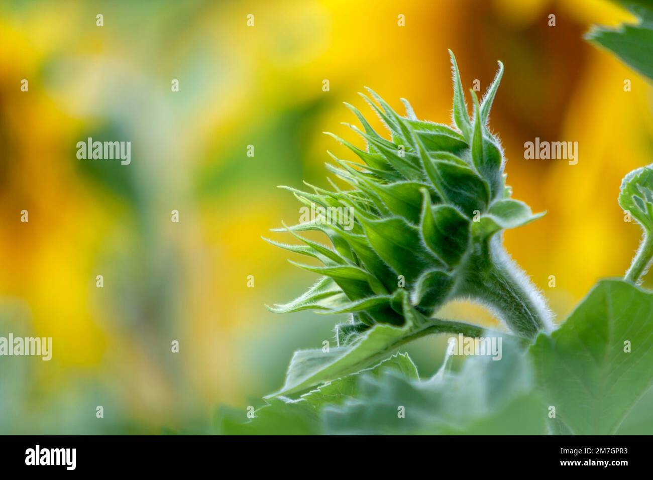Sonnenblume (Helianthus annuus), Bud, Rheinland-Pfalz, Deutschland Stockfoto