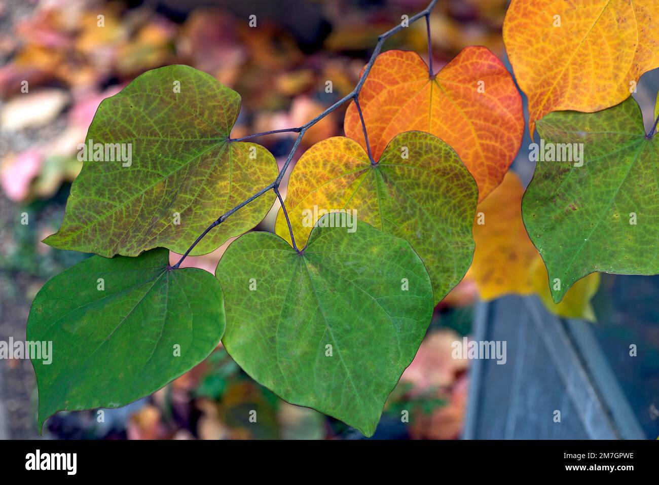 Herbstblätter aus der kanadischen östlichen Redbude (Cercis canadensis), Bayern, Deutschland Stockfoto