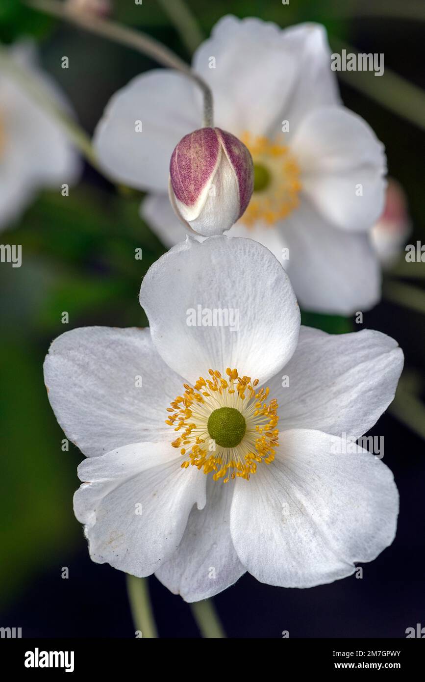 Große Schneeglöckenanemone (Anemone sylvestris), Bayern, Deutschland Stockfoto