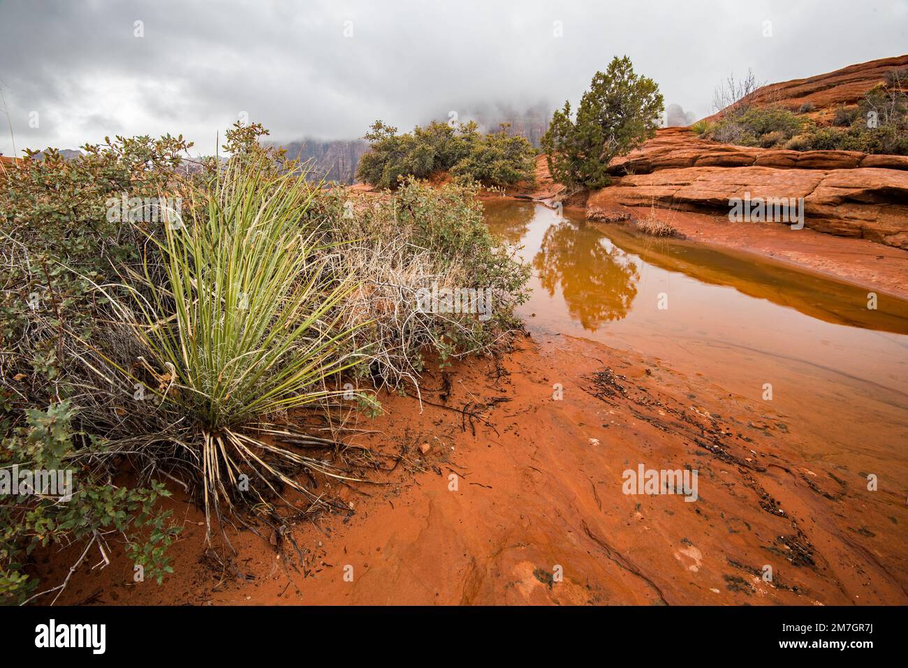 Die versteinerten Sanddünen im Snow Canyon State Park, Utah, USA, sorgen für Wasserspaß. Regen und Schnee sammeln sich in diesen kleinen Becken an. Stockfoto