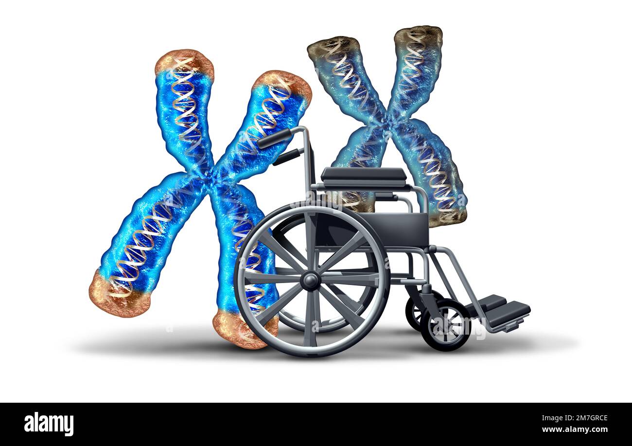 Telomere-Verkürzungs- und Alterungskonzept oder Reduktion von Telomeren, die sich auf den Endkappen von Chromosomen befinden, was zu einer Schädigung der DNA als junges Chromosom führt Stockfoto Telomere-Verkürzungs- und Alterungskonzept oder Reduktion von Telomeren, die sich auf den Endkappen von Chromosomen befinden, was zu einer Schädigung der DNA als junges Chromosom führt Stockfoto