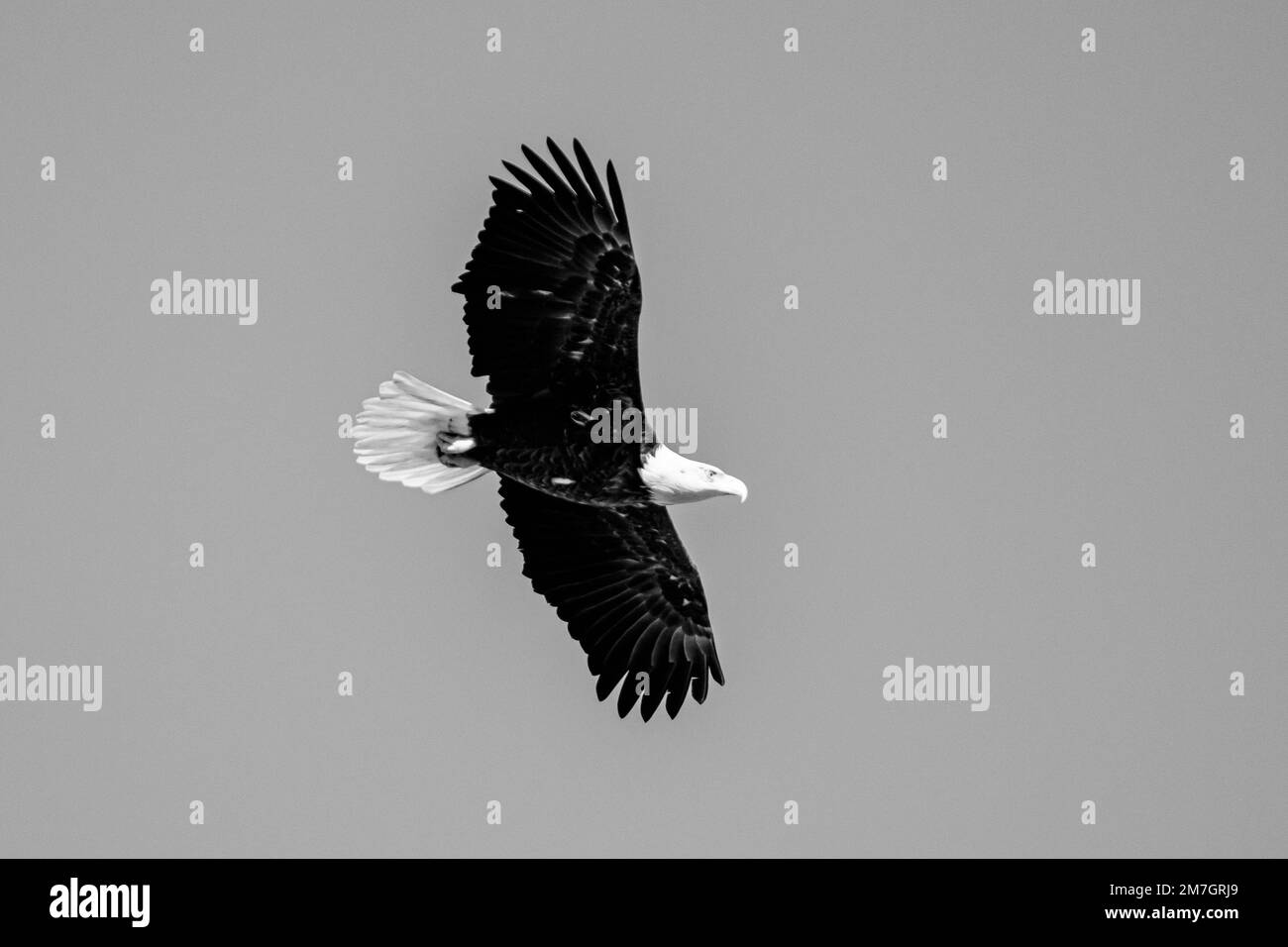 Eine Graustufenaufnahme eines Weißkopfadlers im Flug vor grauem Hintergrund Stockfoto