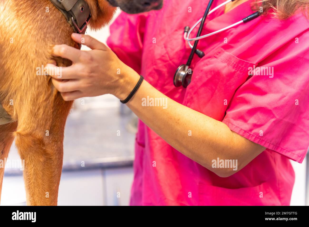 Tierklinik, Tierärztin in rosa Uniform neben einem braunen Hund mit Stethoskop Stockfoto