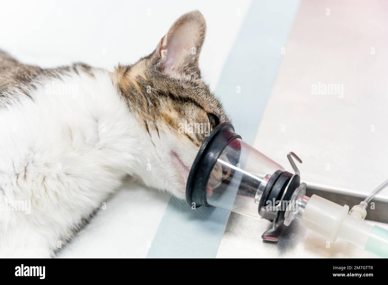 Tierklinik, eine Katze auf dem Operationstisch, die eine Narkose bekommt, um sie einzuschlafen Stockfoto