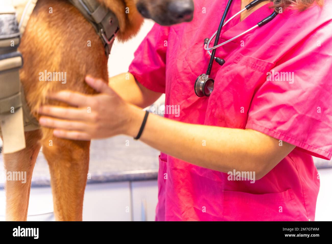 Tierklinik, Tierärztin in rosa Uniform neben einem braunen Hund mit Stethoskop Stockfoto