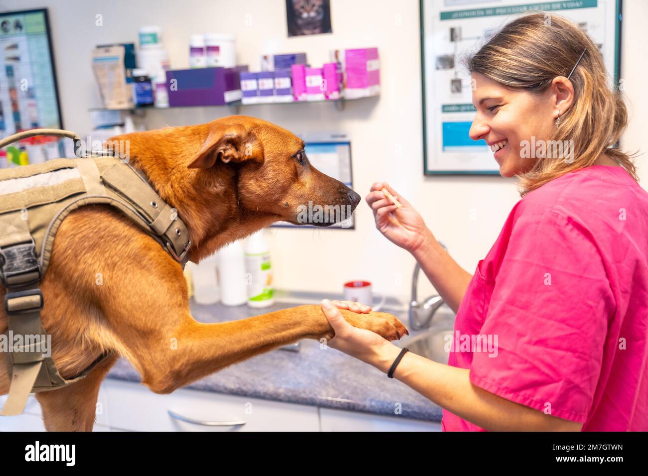 Tierklinik, Tierärztin, die den Hund in der Routinekontrolle mit einem Keks für sein gutes Benehmen belohnt Stockfoto