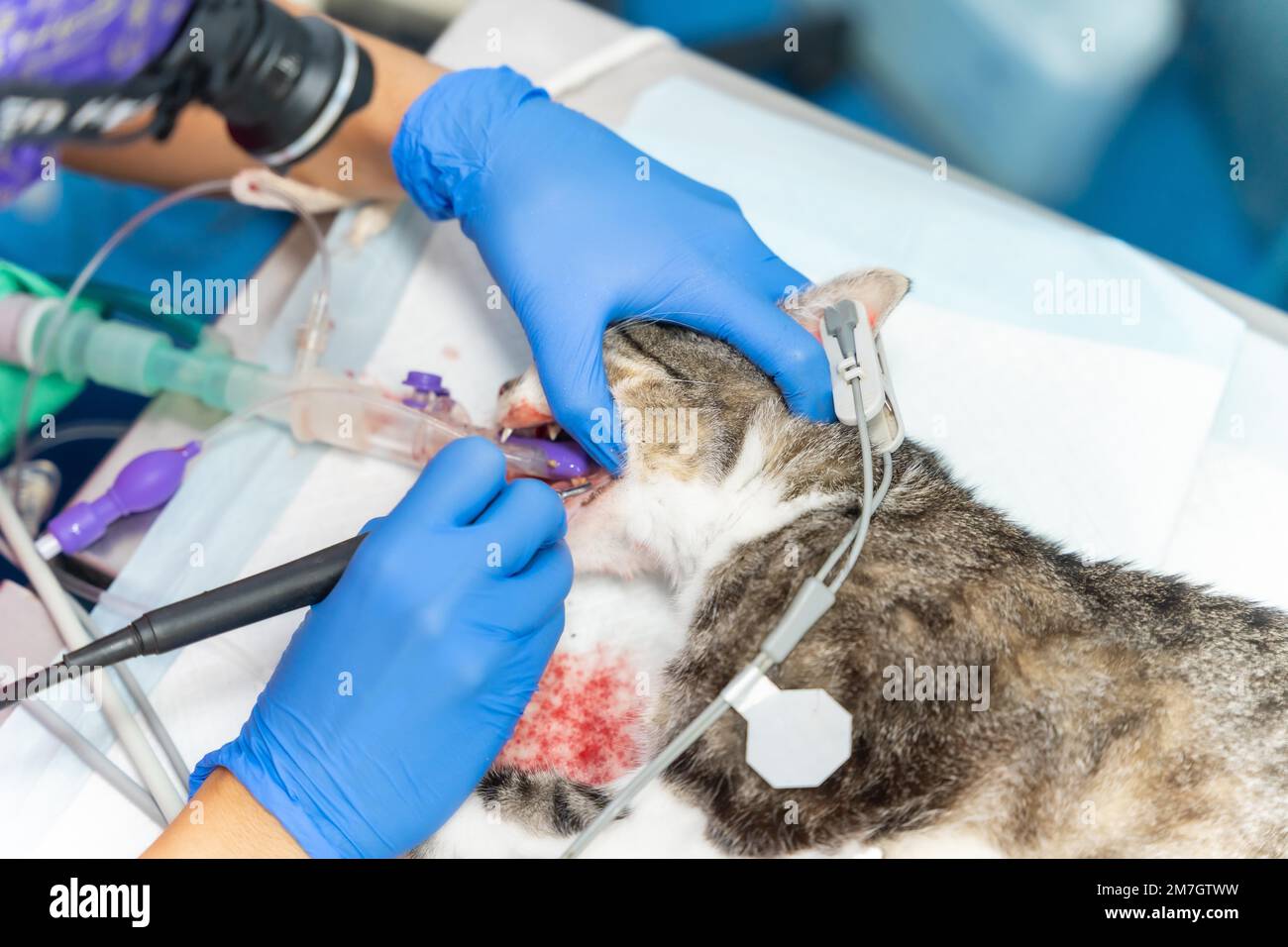 Tierklinik mit einer Katze, einem Tierarzt, der an der Zahnoperation arbeitet Stockfoto