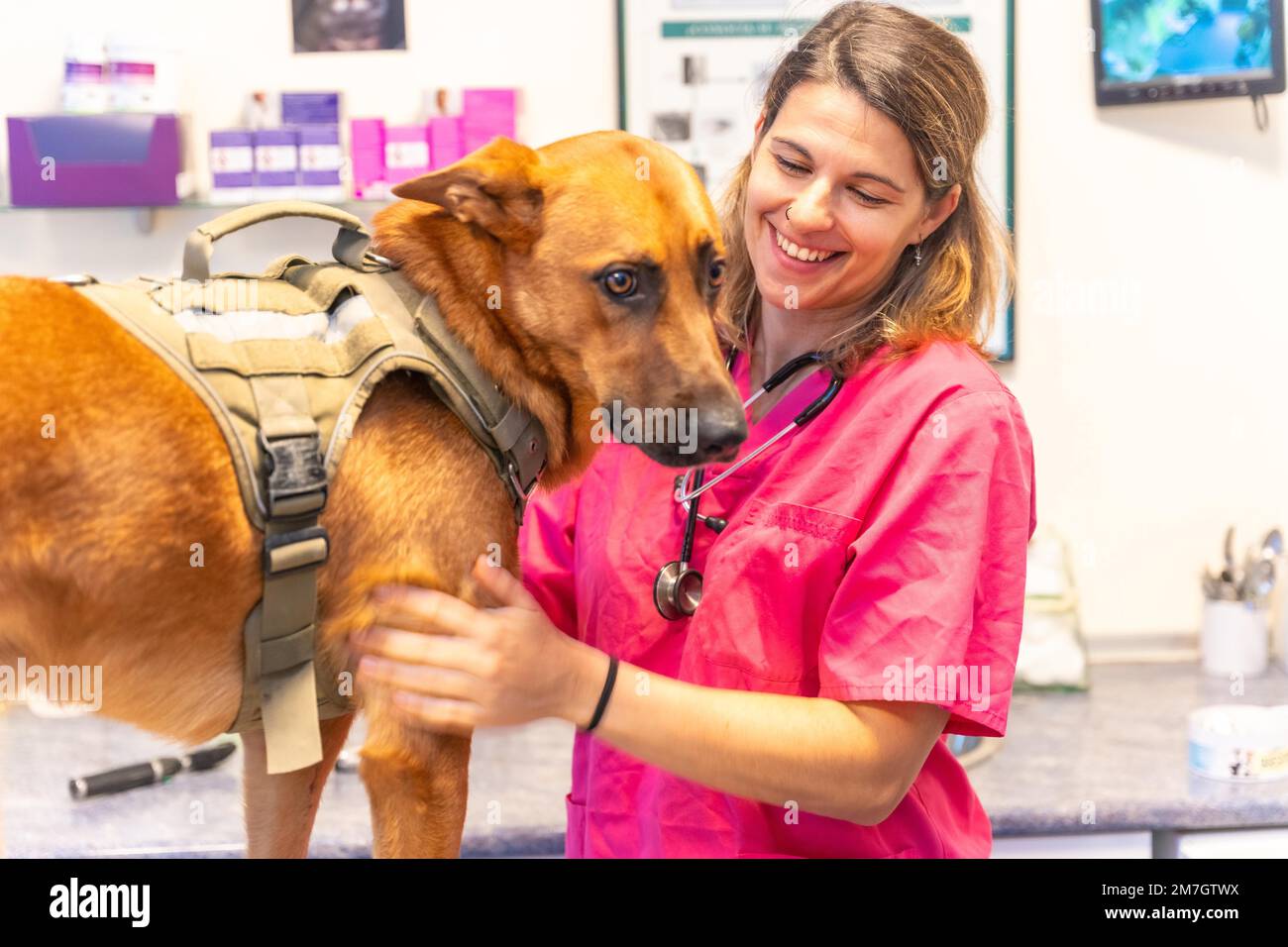Tierklinik, Tierärztin in rosa Uniform, die neben einem braunen Hund lächelt Stockfoto
