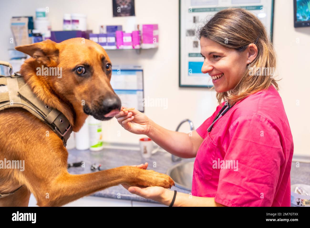 Tierklinik, Tierärztin, die den Hund in der Routinekontrolle mit einem Keks für sein gutes Benehmen belohnt Stockfoto