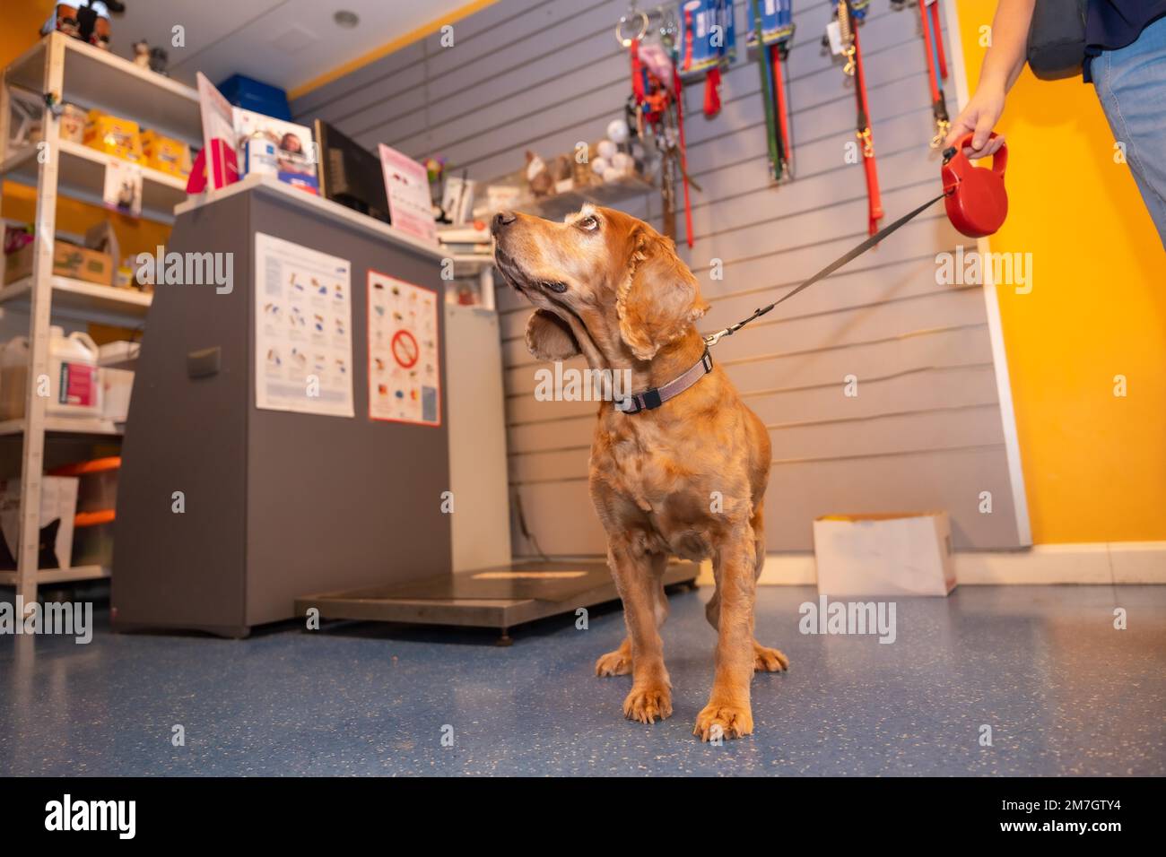 Tierklinik, ein Hund, der am Eingang an der Leine auf die Behandlung wartet Stockfoto