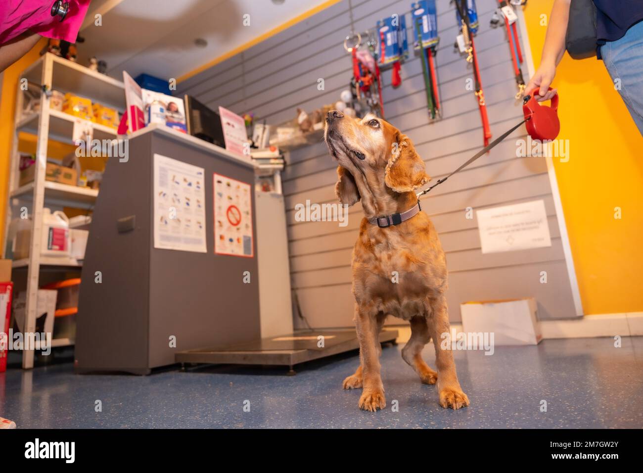 Tierklinik, ein Hund, der am Eingang an der Leine auf die Behandlung wartet Stockfoto