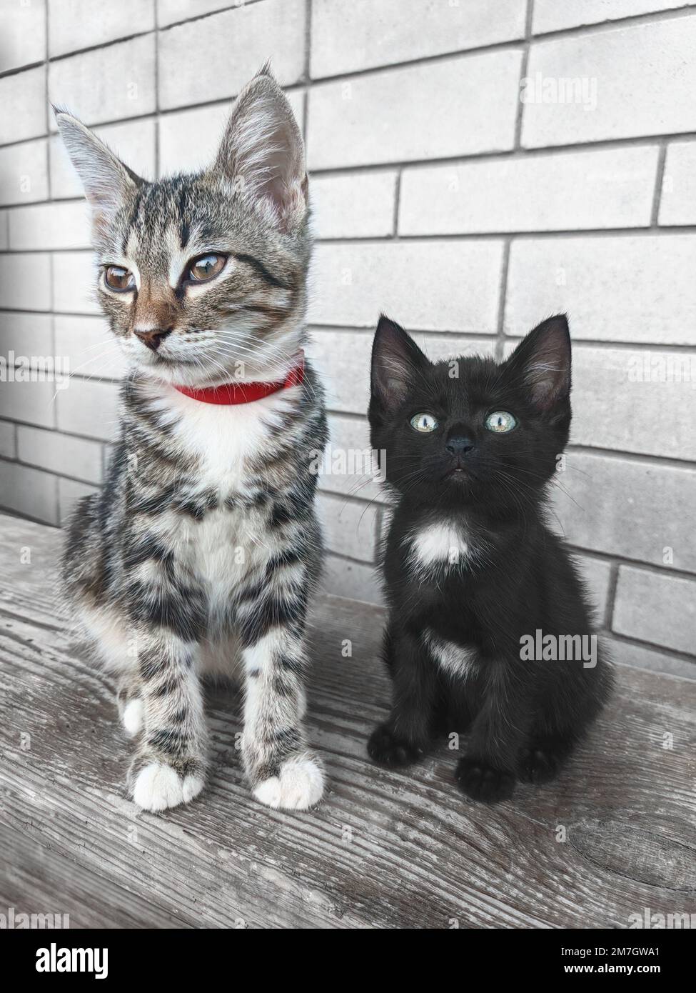 Eine wunderschöne graue Tabby-Katze mit rotem Kragen sitzt an einer Backsteinwand, ein süßes schwarzes Kätzchen mit einem weißen Fleck auf der Brust befindet sich in der Nähe. Stockfoto