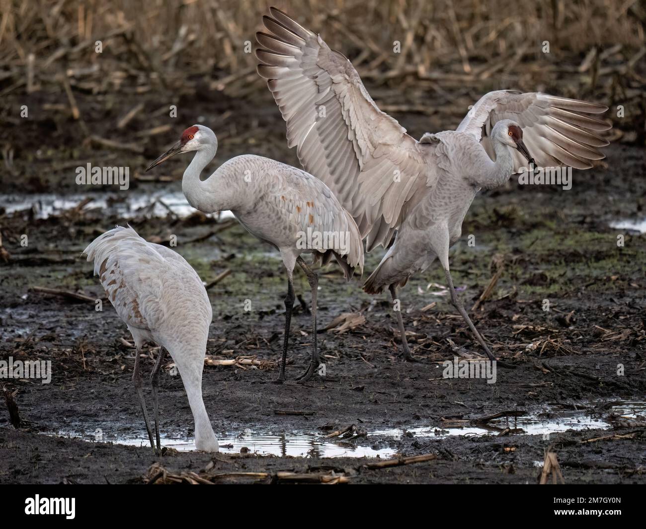 Staten Island erhalten, Kalifornien Stockfoto