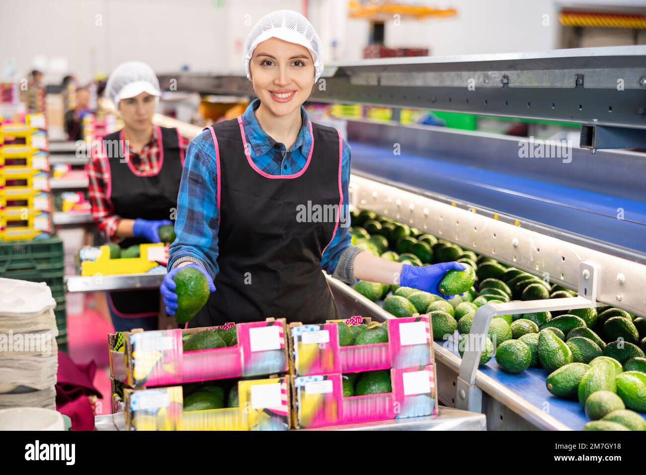 Fröhliche Arbeitsfrau, die ausgewählte Avocados in Kisten in einer Obstfabrik anbietet Stockfoto