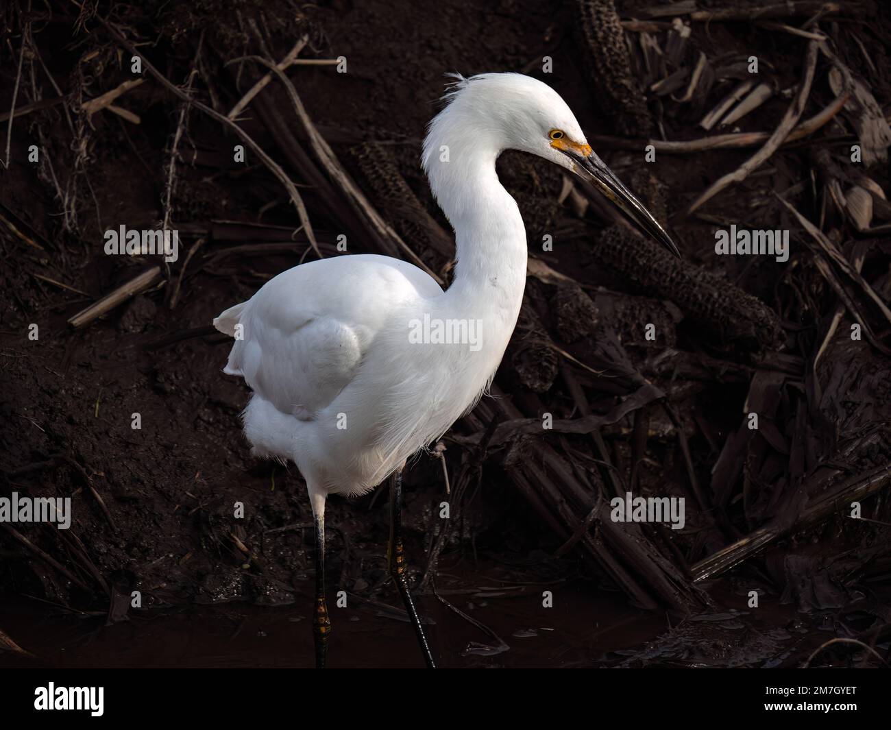 Staten Island erhalten, Kalifornien Stockfoto