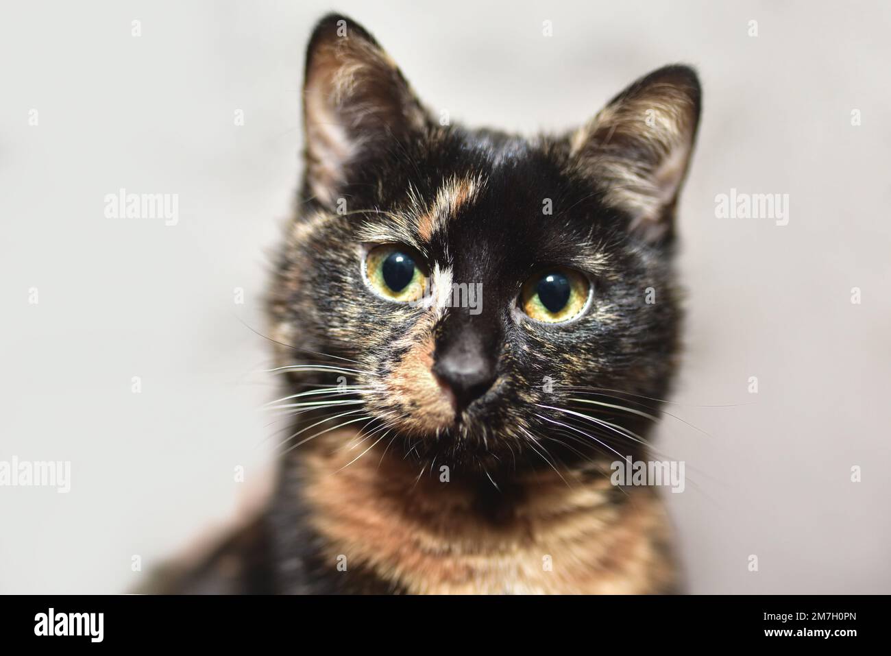 Porträt einer glatten Schildkrötenhöllenkatze mit orange-grünen Augen. Stockfoto