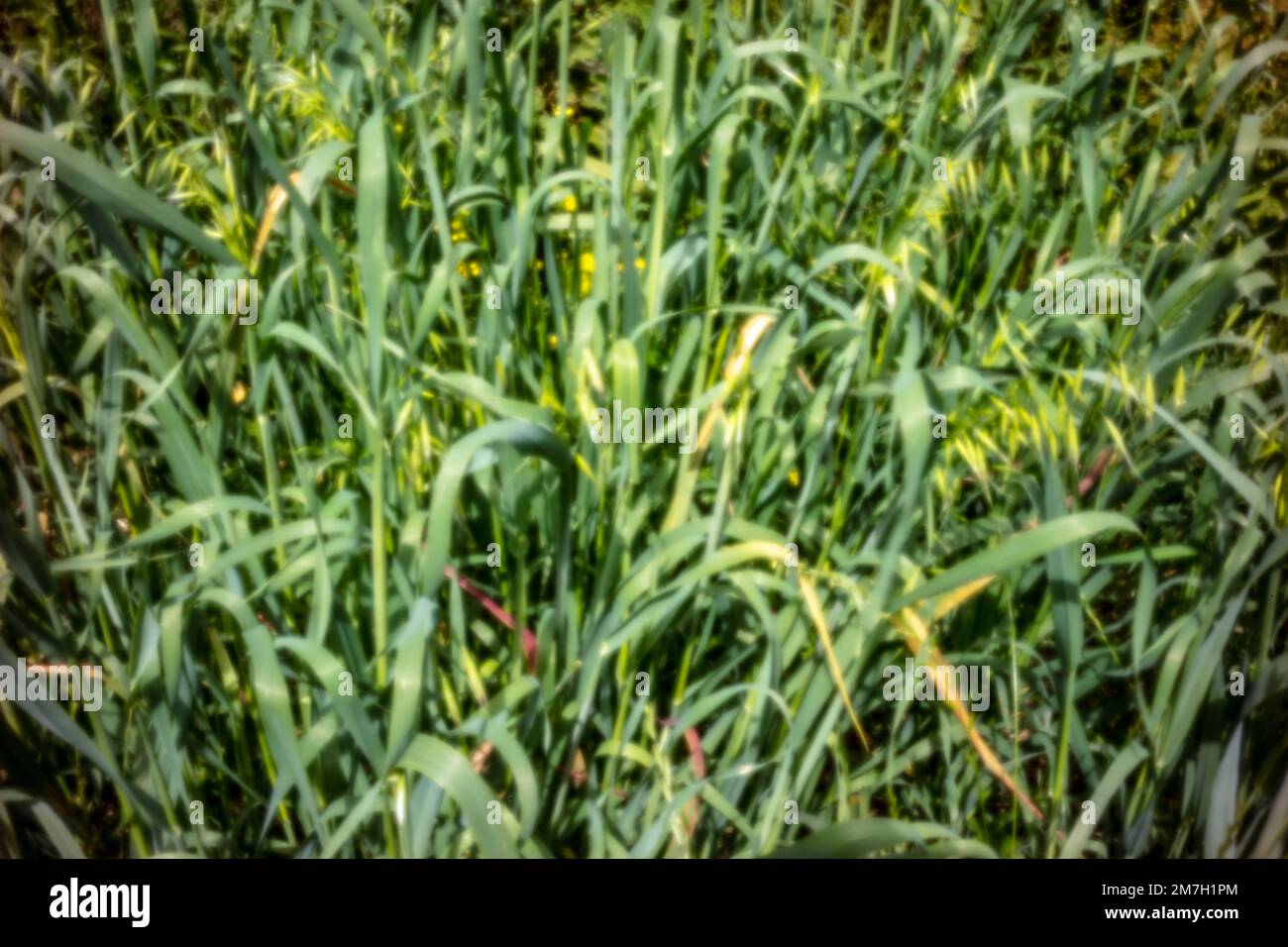 Neu, altersbeständig, digitales Zeitalter, ohne Objektiv, herausragend, Hochauflösendes Nadellochbild kommerziell angebauter Gerste (Hordeum vulgare) Stockfoto