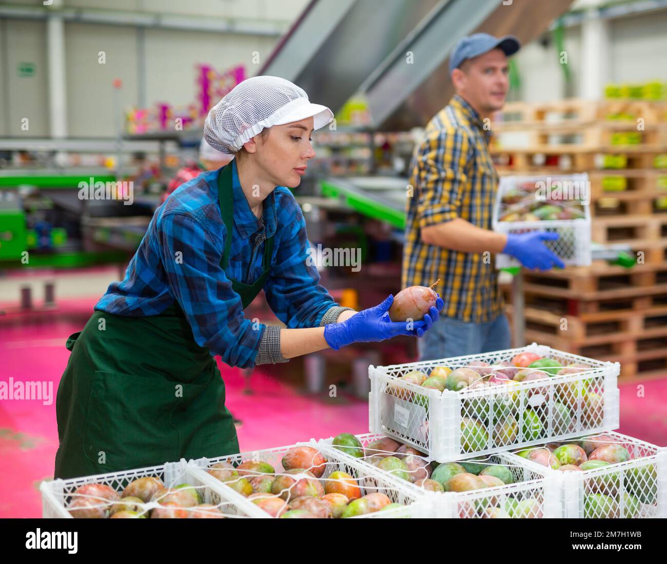 Frau, die an der Fruchtsortieranlage im Lagerhaus arbeitet, die Qualität der Mango in Kisten überprüft Stockfoto