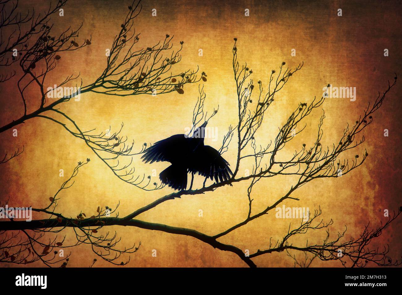 Die Flügel Stockfoto