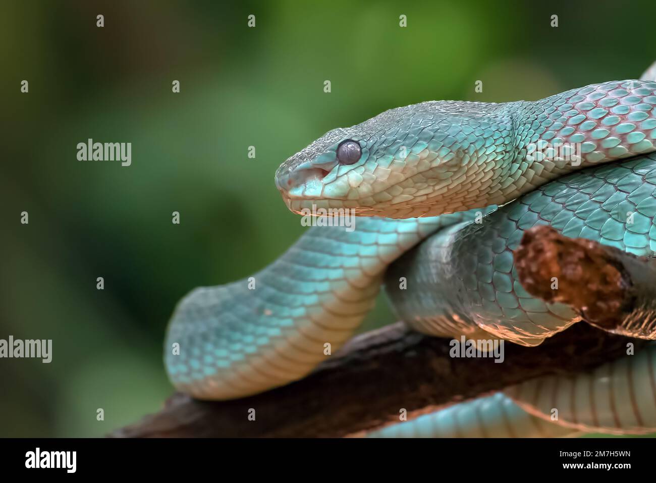 Trimesurus insularis, auch bekannt als Blauviper Stockfoto