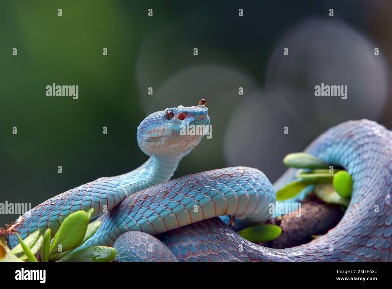Trimesurus insularis, auch bekannt als Blauviper Stockfoto