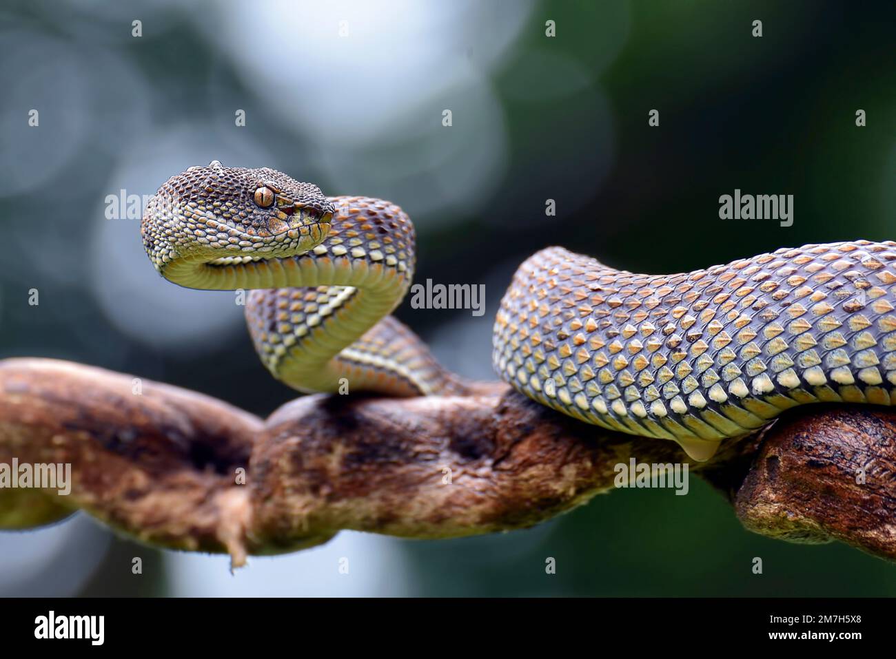 Mangroven-Pit-Viper in Verteidigungsposition Stockfoto