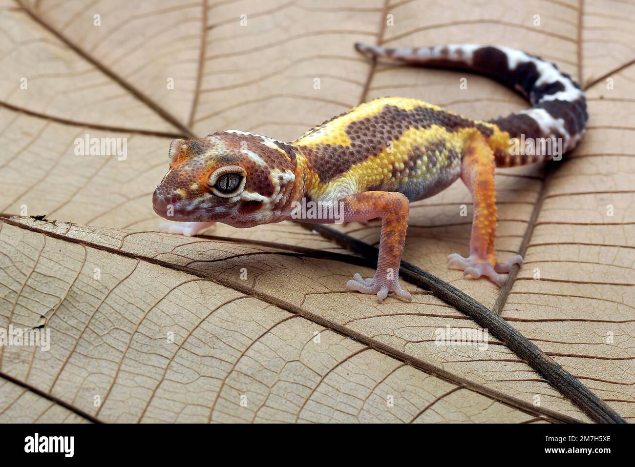 Leopardengecko auf einem Blatt Stockfoto