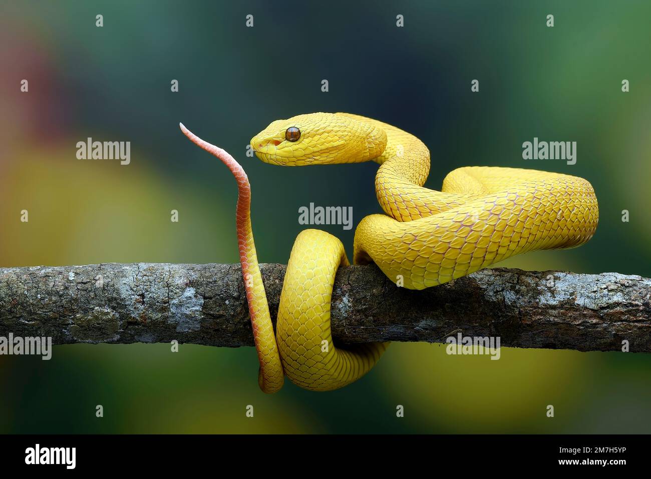 Weiße Baumviper mit Lippen auf farbenfrohem blauem Hintergrund Stockfoto