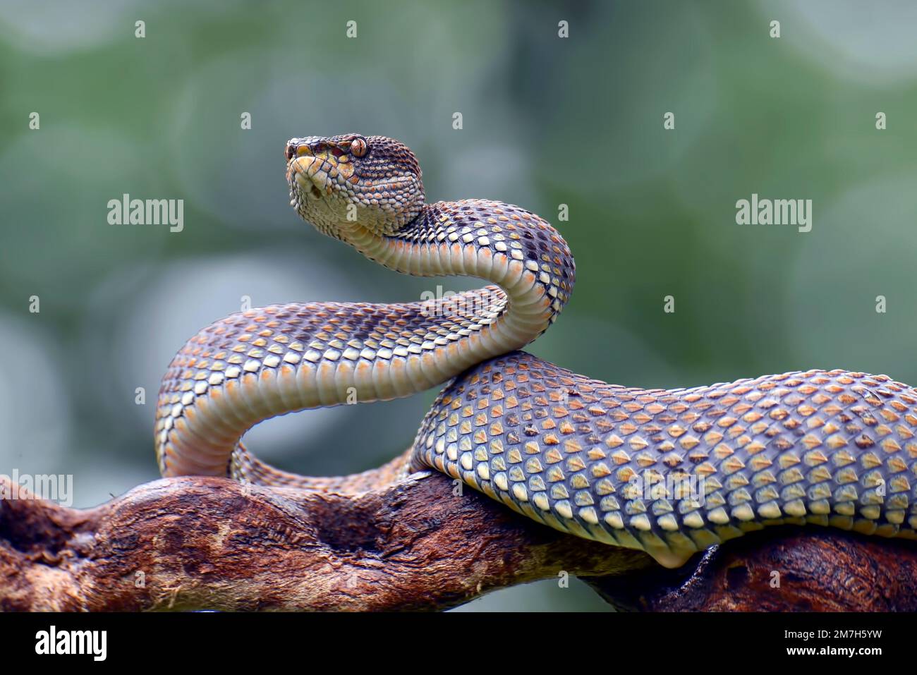 Mangroven-Pit-Viper in Verteidigungsposition Stockfoto