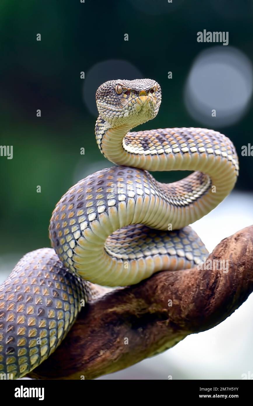 Mangroven-Pit-Viper in Verteidigungsposition Stockfoto