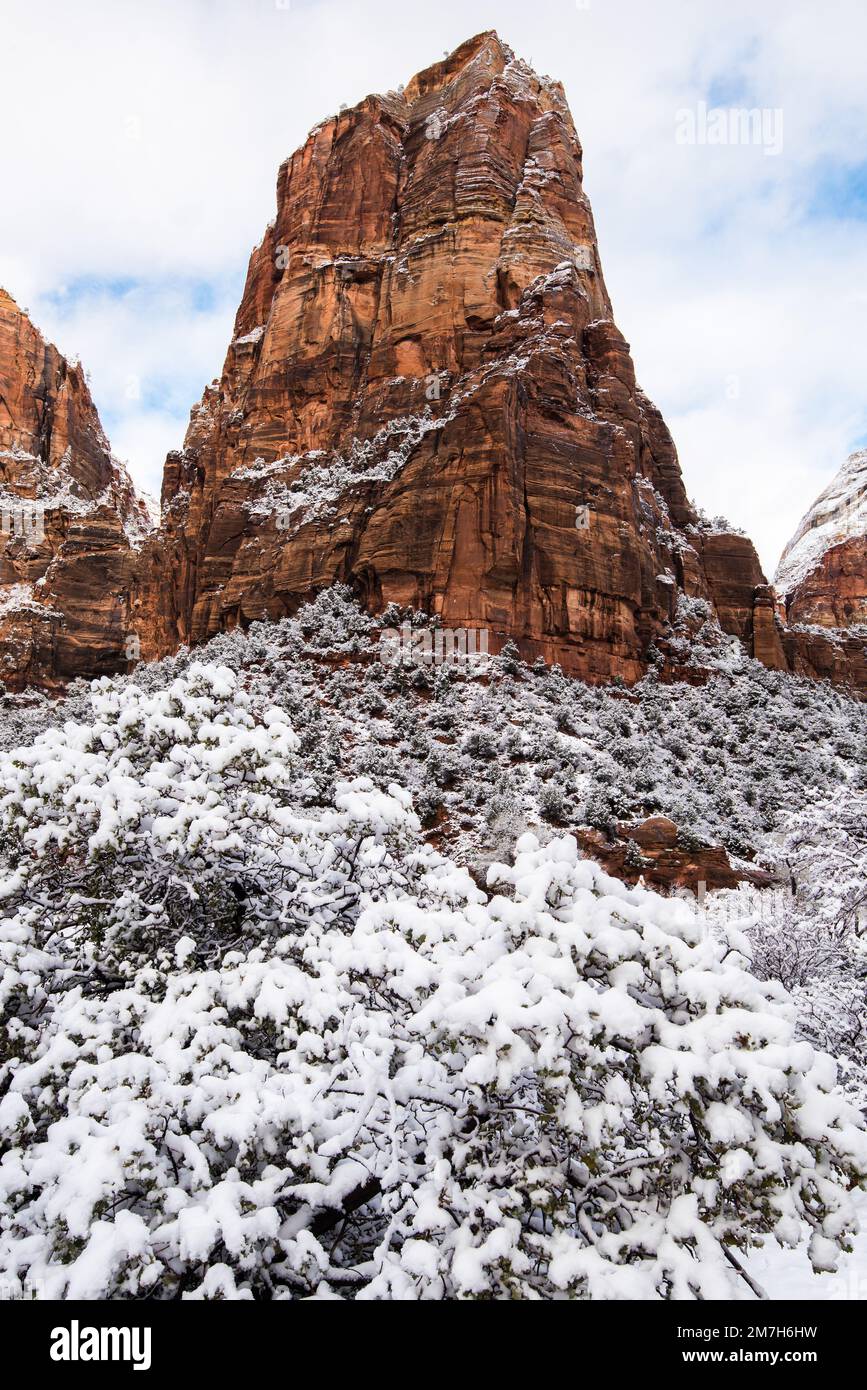 Schneefall im Winter im Zions-Nationalpark, Utah, USA. Dieser herrliche Park verwandelt sich nach einem schweren Sturm in ein Winterwunderland. Stockfoto